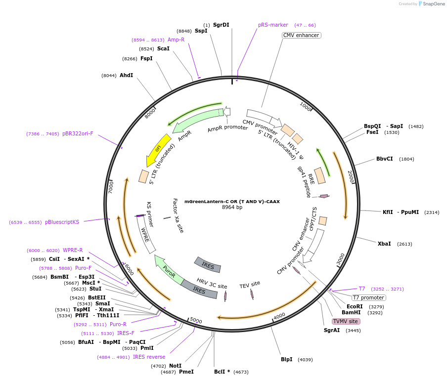 243791-plasmid-map-sequence-id-486449