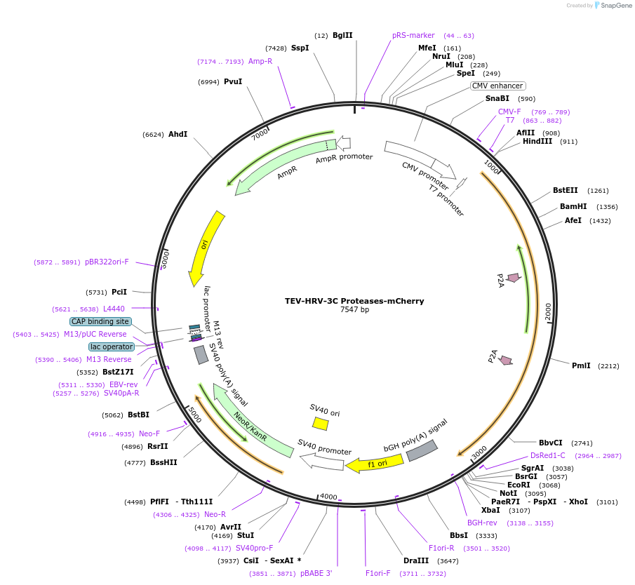 243795-plasmid-map-sequence-id-486454