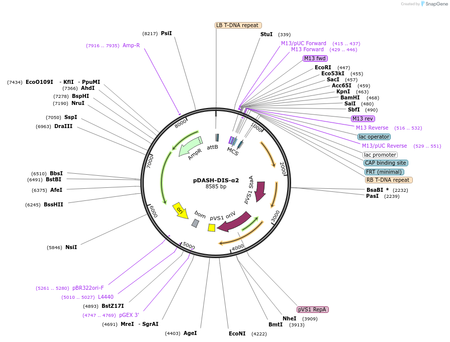 242520-plasmid-map-sequence-id-486463