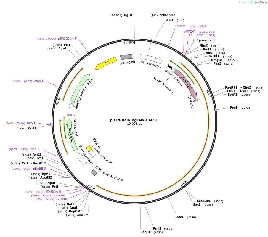 245355-plasmid-map-sequence-id-486468