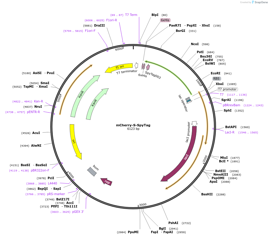 243786-plasmid-map-sequence-id-486522
