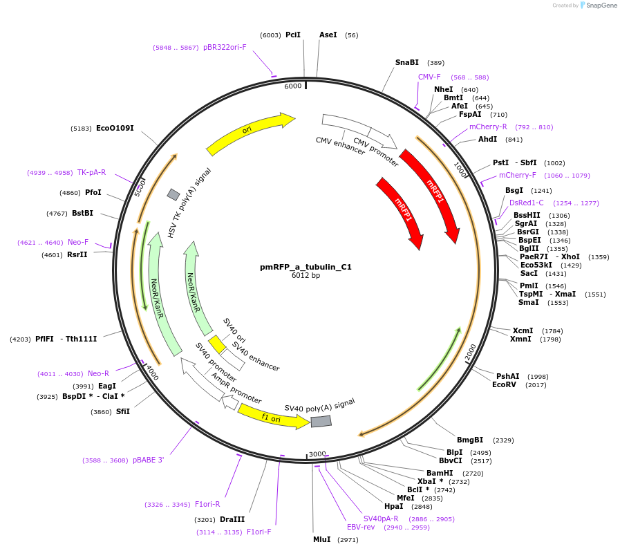 21040-plasmid-map-sequence-id-486523
