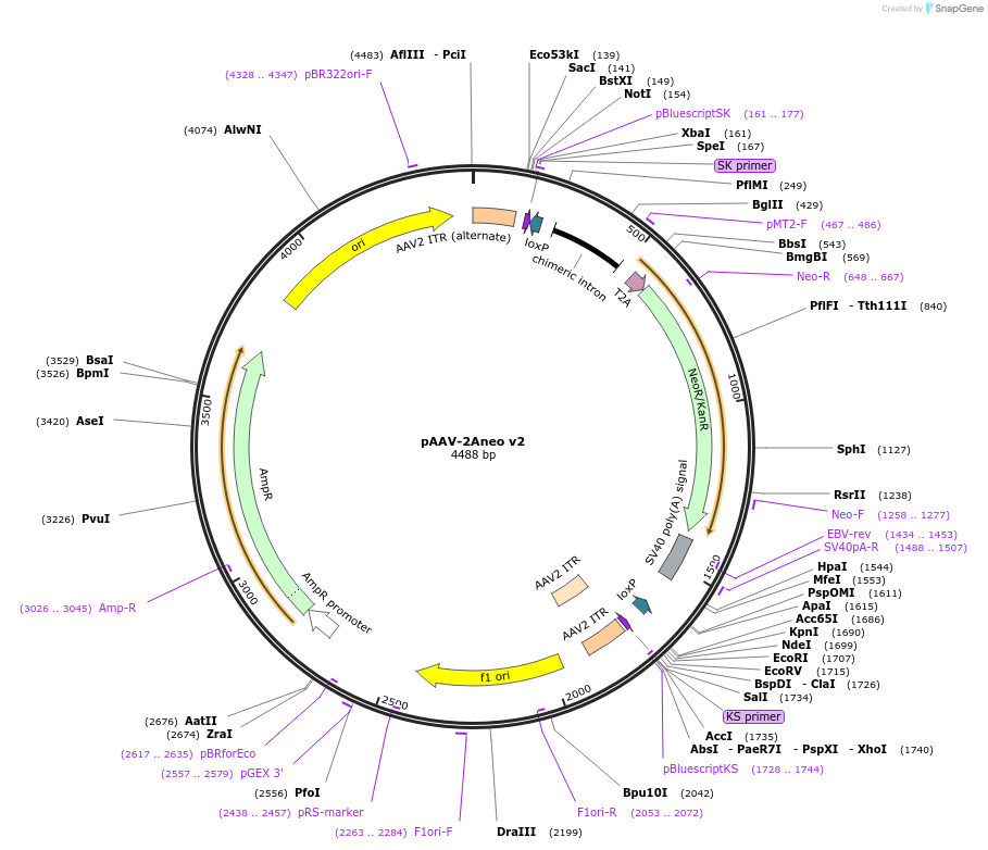 80033-plasmid-map-sequence-id-486526