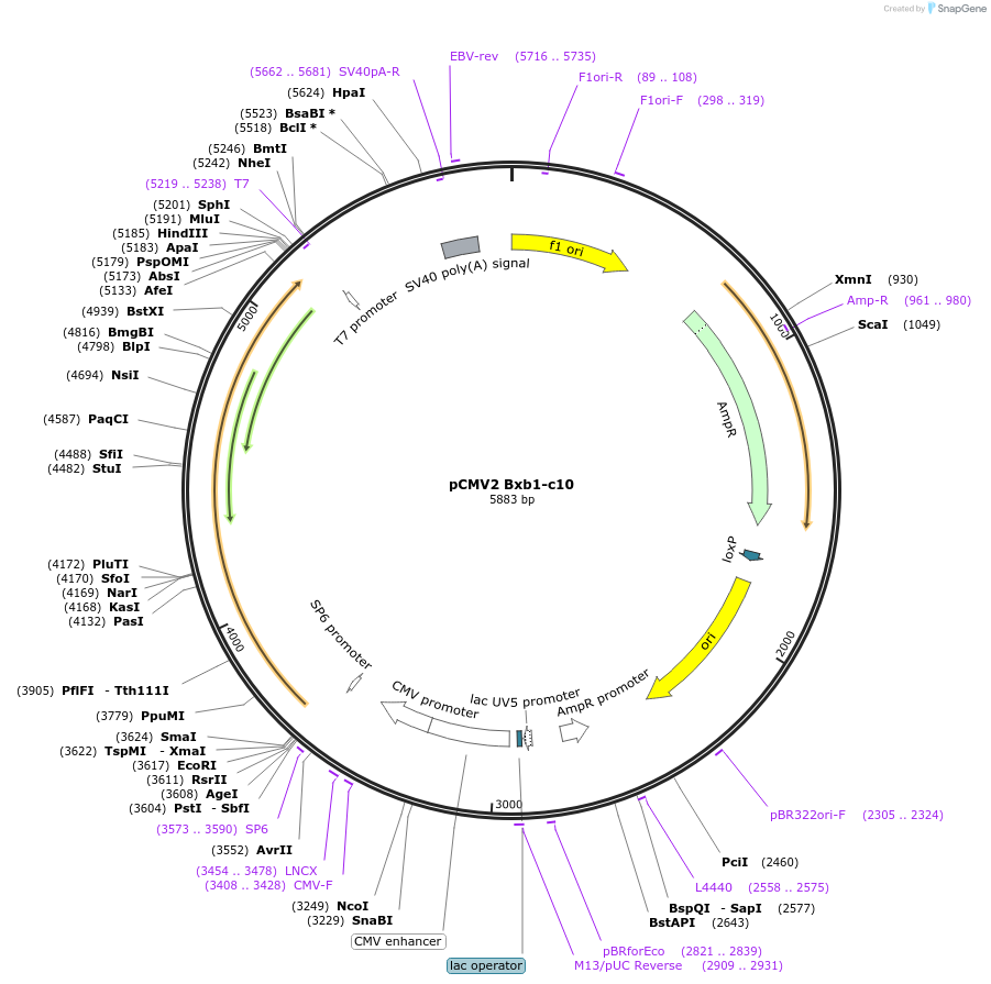 242872-plasmid-map-sequence-id-486636