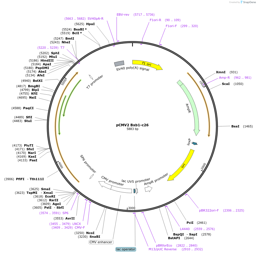 242875-plasmid-map-sequence-id-486643