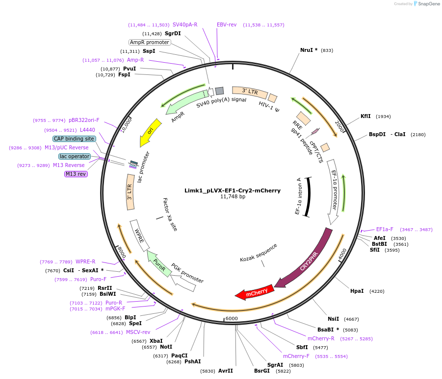 64368-plasmid-map-sequence-id-486657