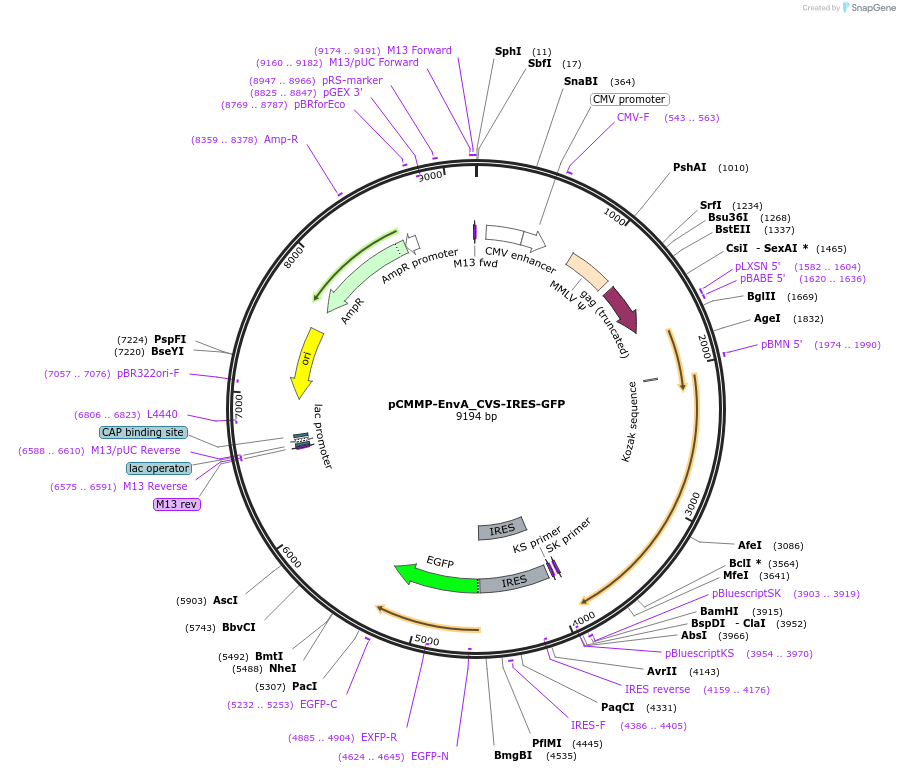 73479-plasmid-map-sequence-id-486658