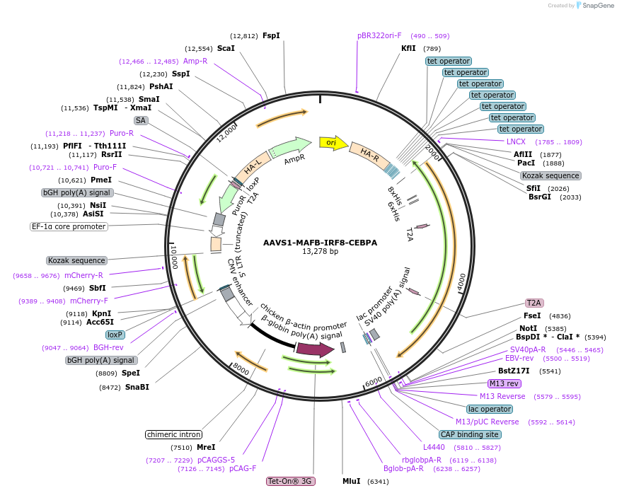 190720-plasmid-map-sequence-id-486659