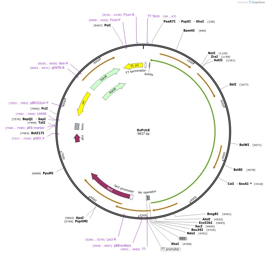 242093-plasmid-map-sequence-id-486667