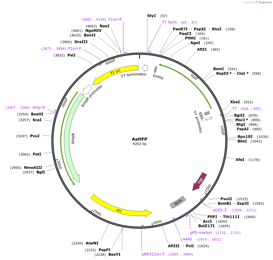 242097-plasmid-map-sequence-id-486676