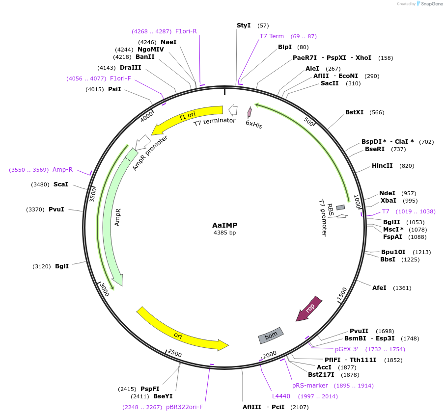 242098-plasmid-map-sequence-id-486677