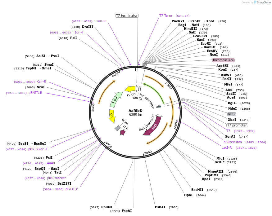 242100-plasmid-map-sequence-id-486680