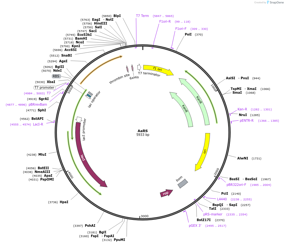 242102-plasmid-map-sequence-id-486683