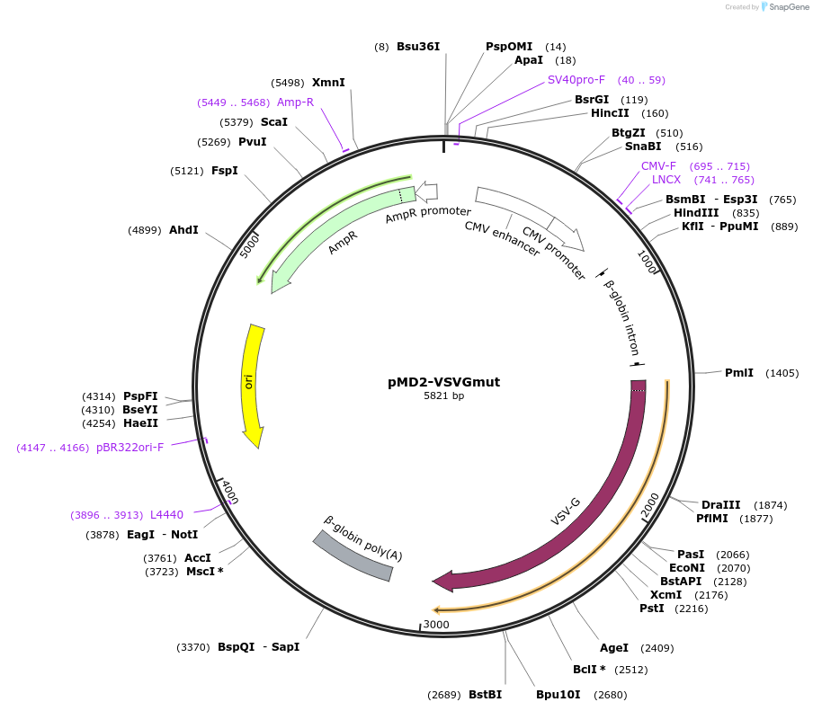 182229-plasmid-map-sequence-id-486723