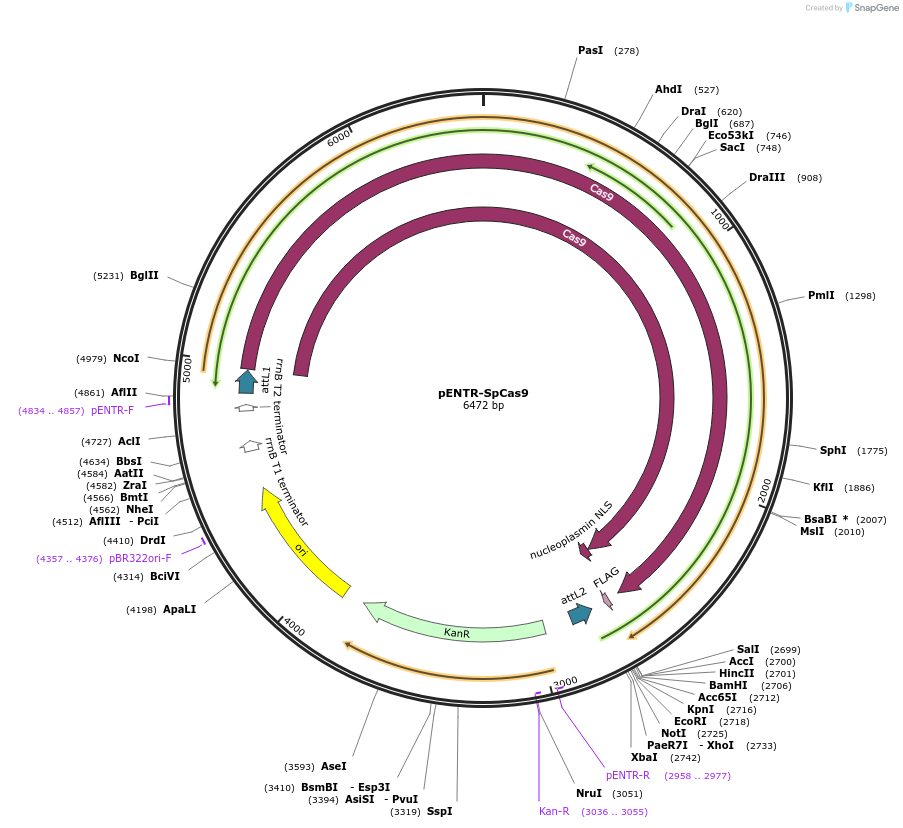 242844-plasmid-map-sequence-id-486760
