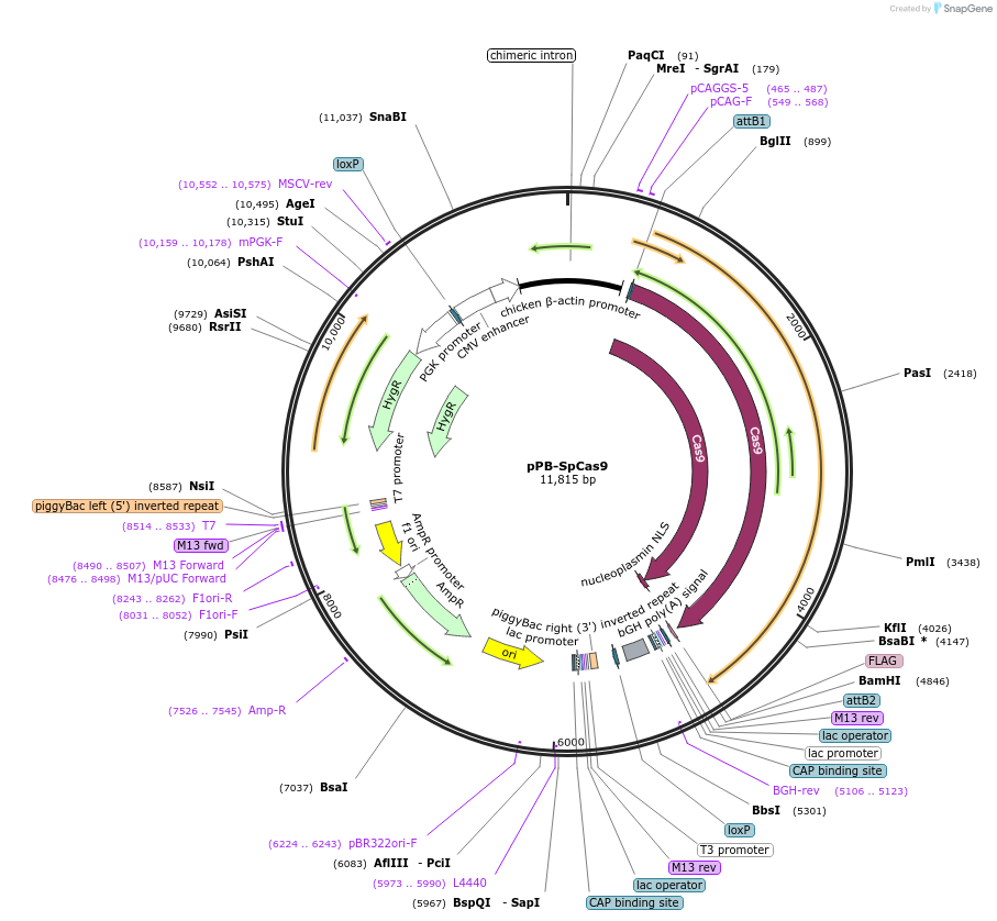 242845-plasmid-map-sequence-id-486763