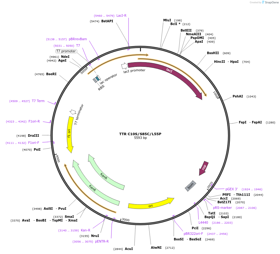 238121-plasmid-map-sequence-id-486765