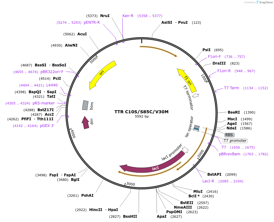 238119-plasmid-map-sequence-id-486766