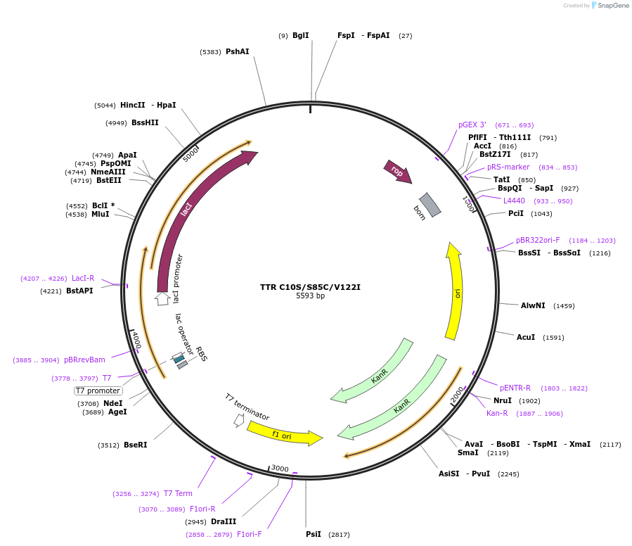 238122-plasmid-map-sequence-id-486768