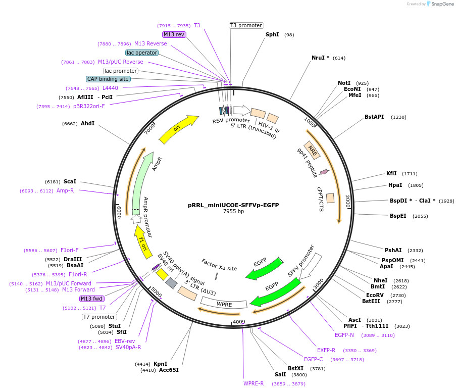244972-plasmid-map-sequence-id-486776