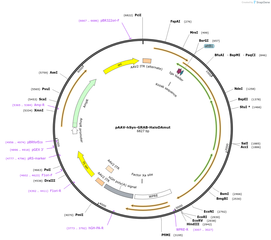 234409-plasmid-map-sequence-id-486784