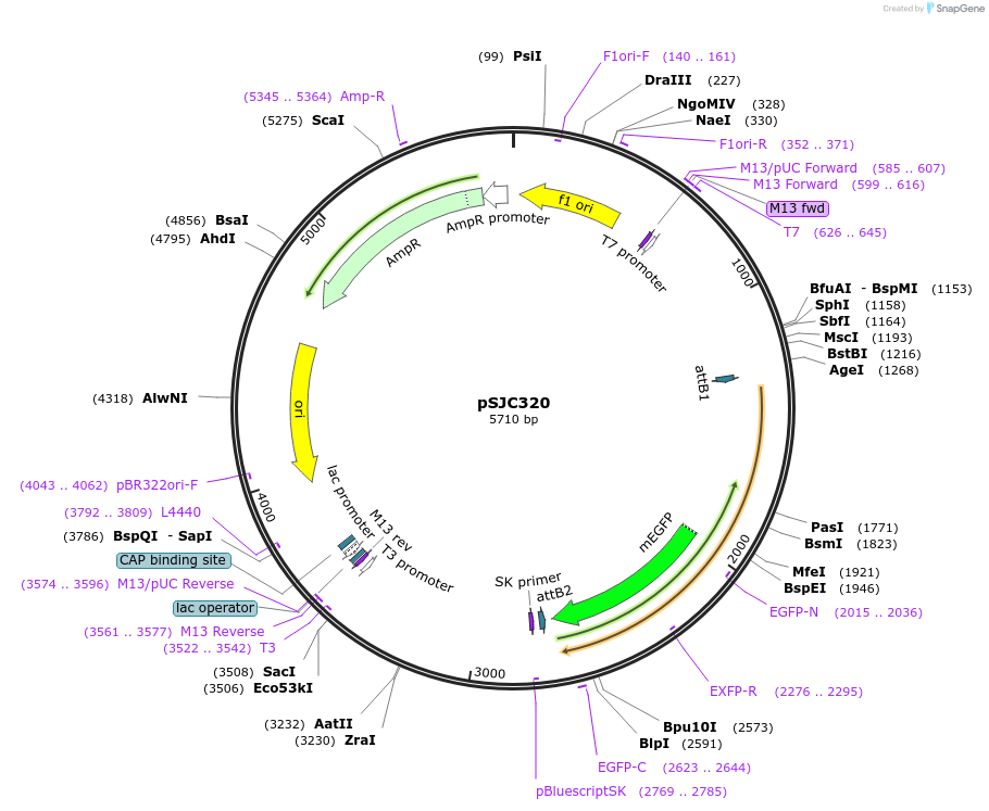 245776-plasmid-map-sequence-id-486790