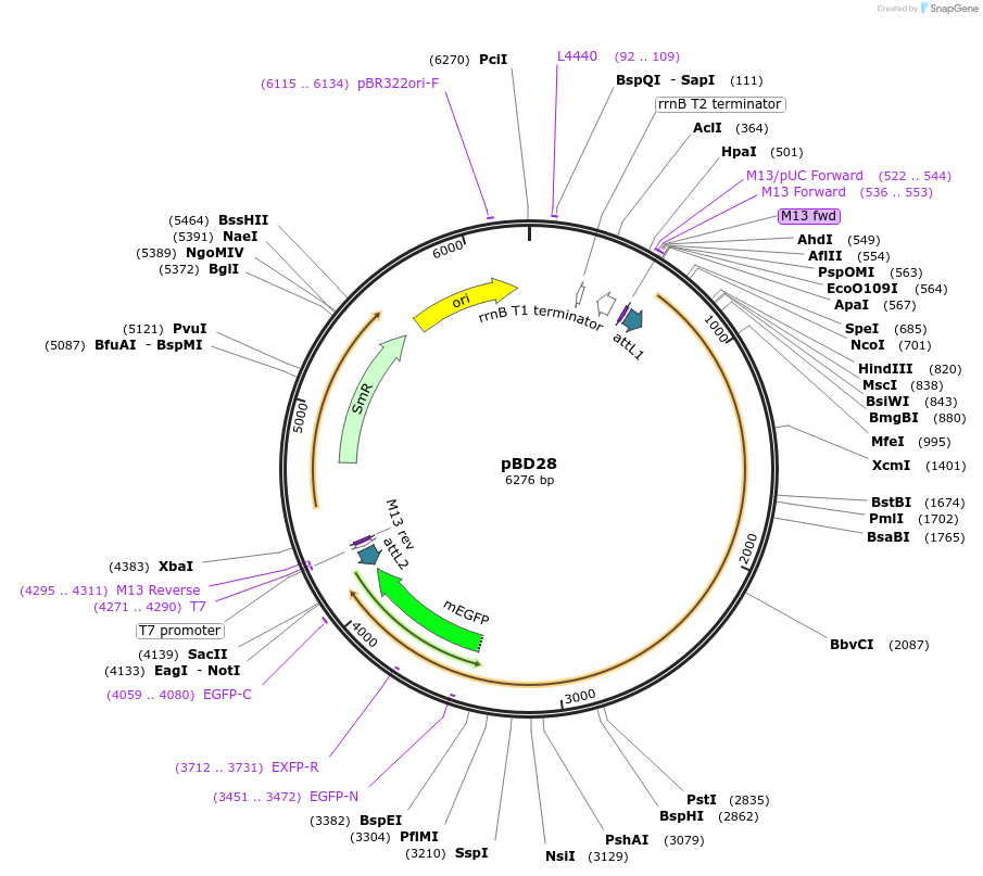 245766-plasmid-map-sequence-id-486811
