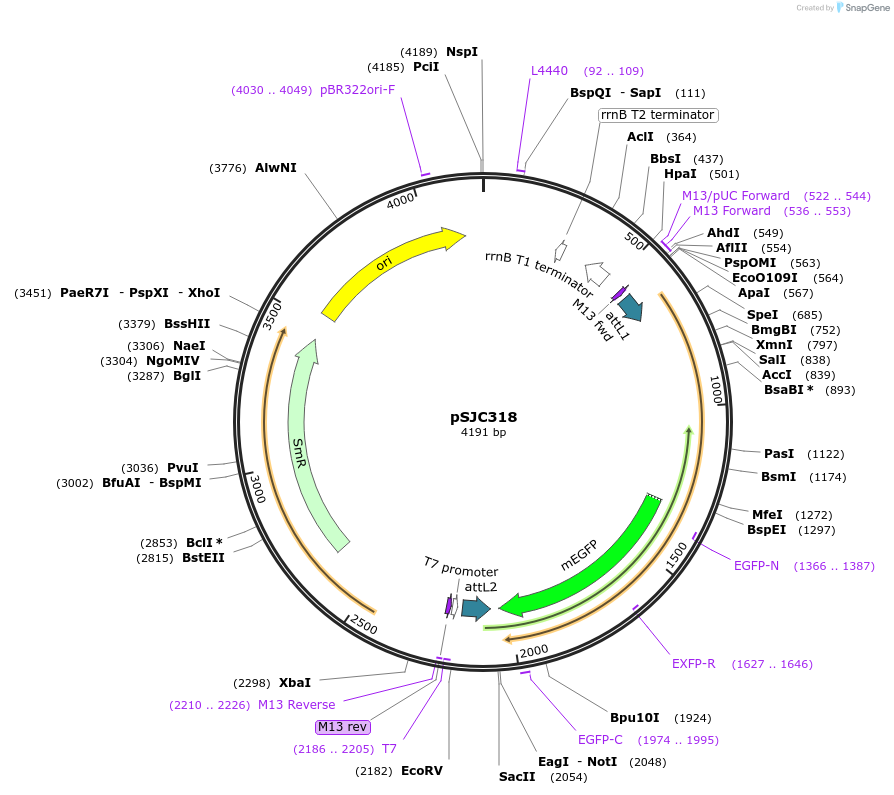 245774-plasmid-map-sequence-id-486817