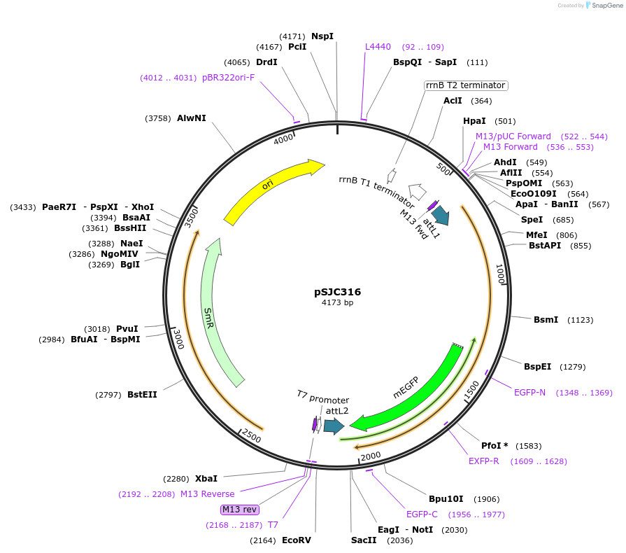 245772-plasmid-map-sequence-id-486824
