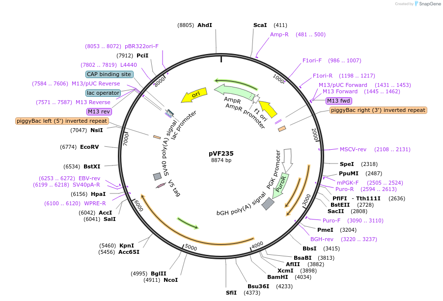 240186-plasmid-map-sequence-id-486834