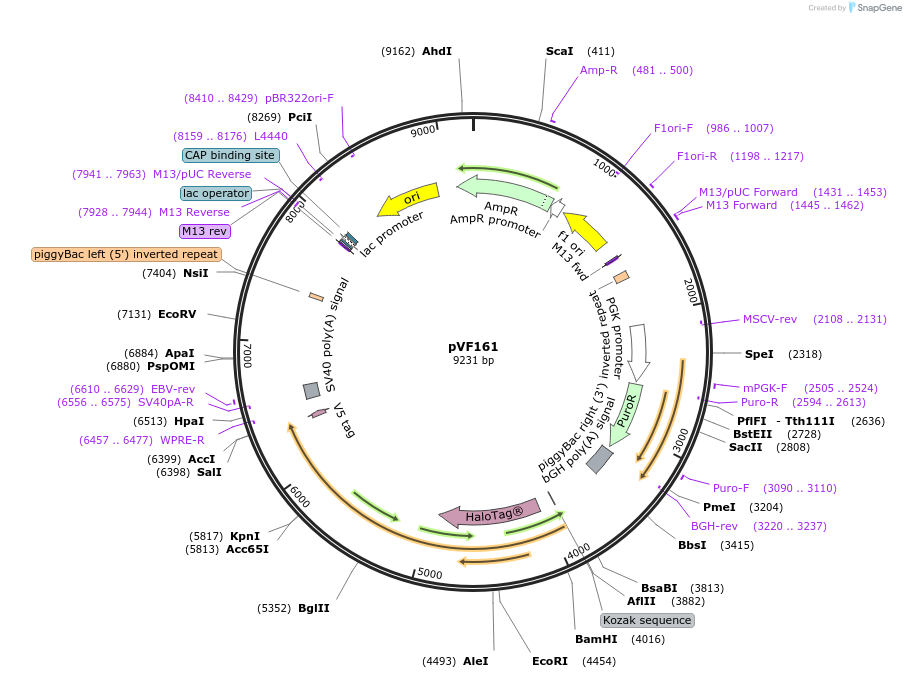 240172-plasmid-map-sequence-id-486841