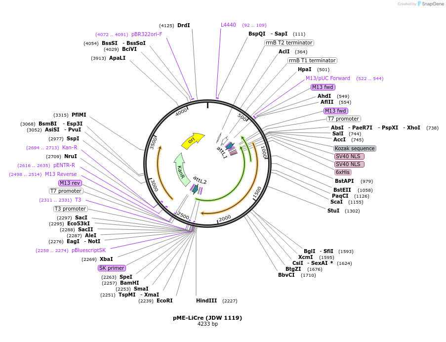 242560-plasmid-map-sequence-id-486843