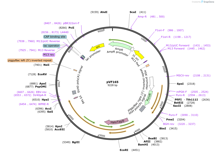 240176-plasmid-map-sequence-id-486851