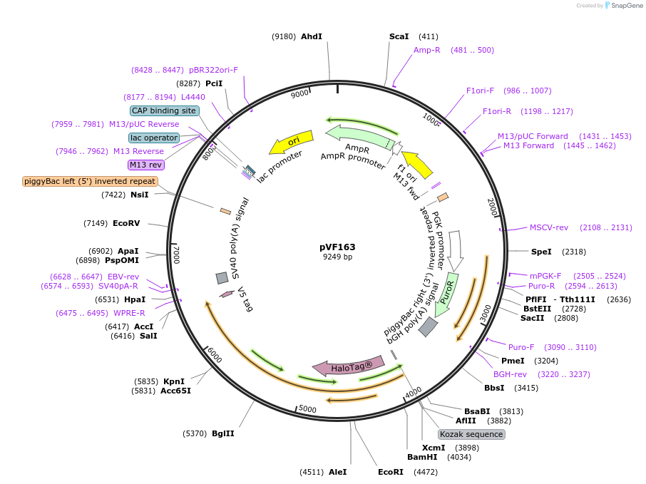 240174-plasmid-map-sequence-id-486854