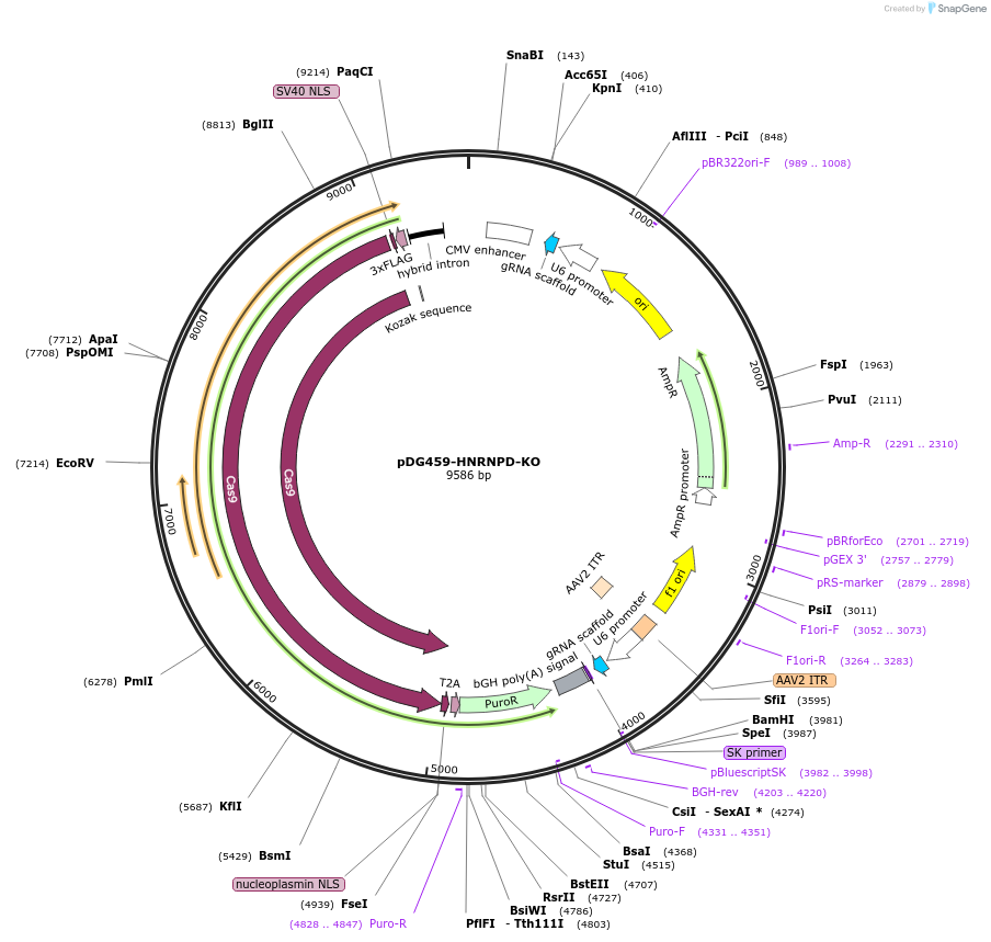 233287-plasmid-map-sequence-id-486867