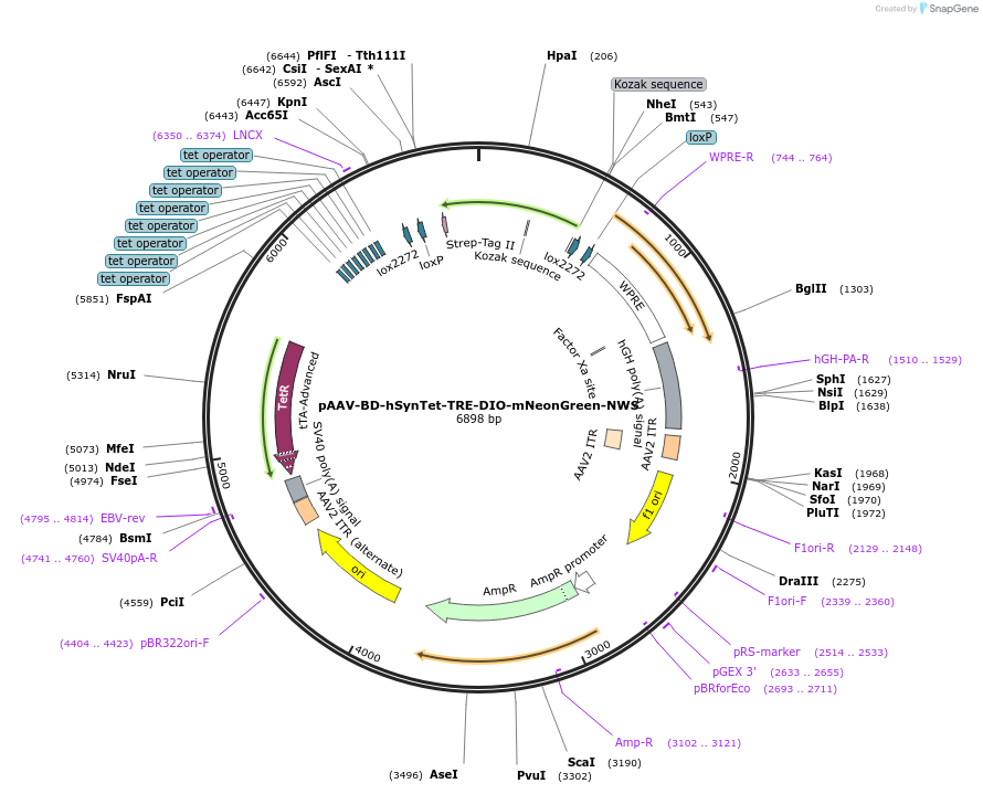 242790-plasmid-map-sequence-id-486899