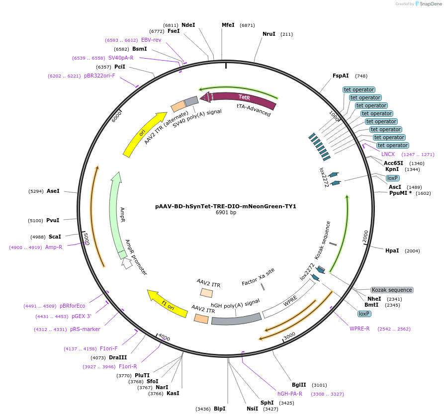 242798-plasmid-map-sequence-id-486961