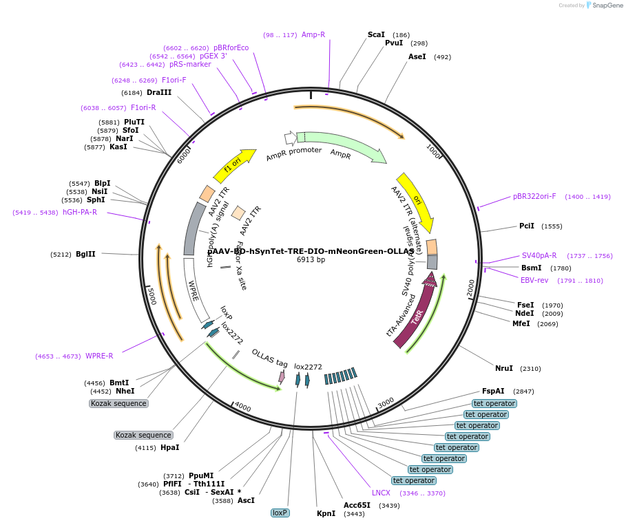 242791-plasmid-map-sequence-id-486970