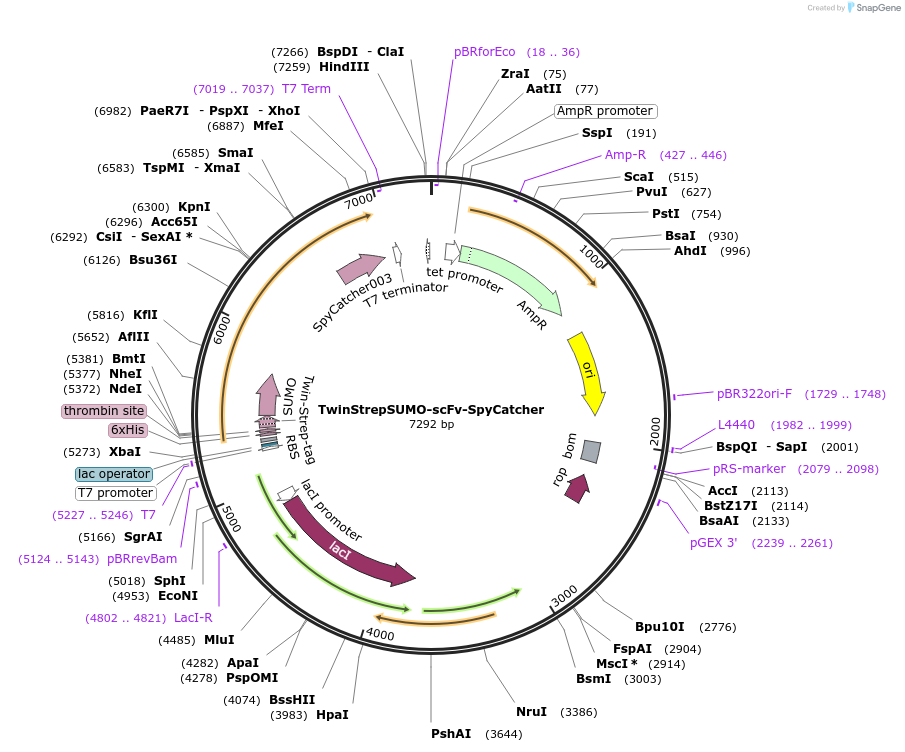 243753-plasmid-map-sequence-id-486999