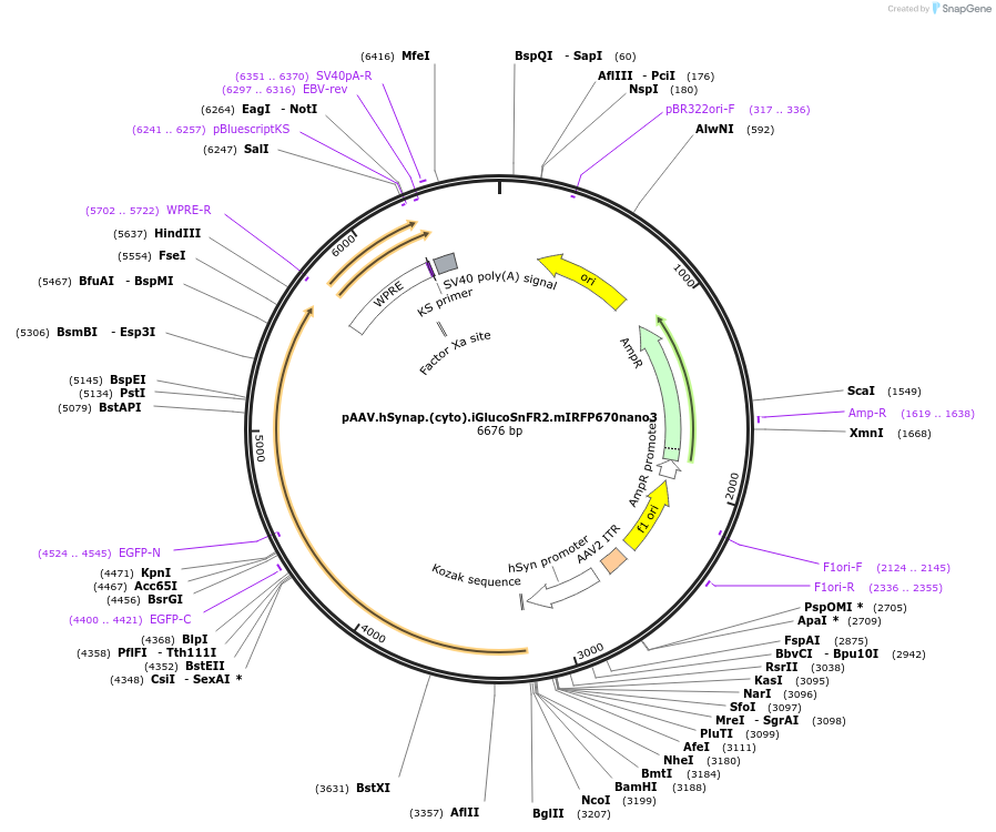 244093-plasmid-map-sequence-id-487010