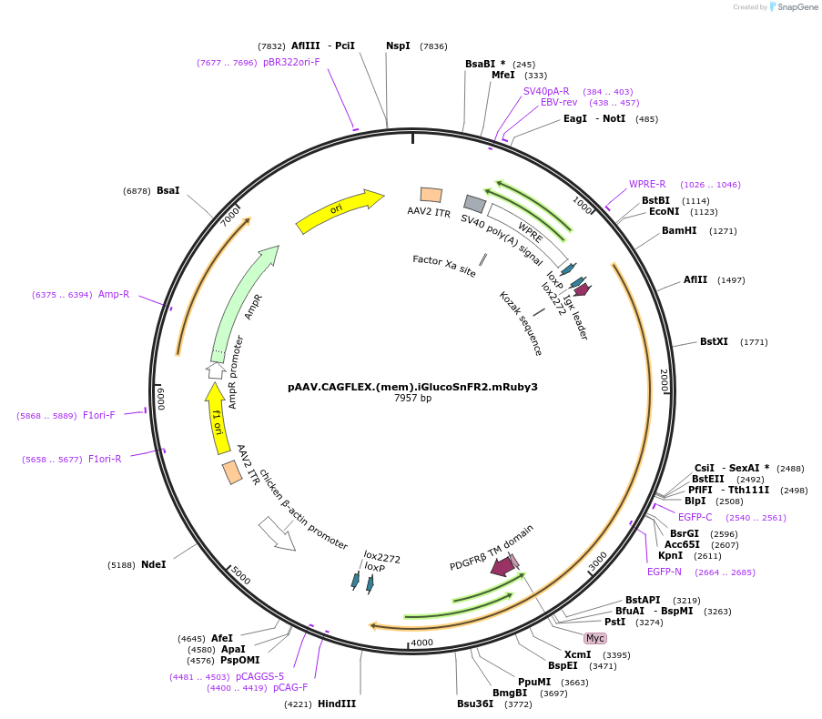 244082-plasmid-map-sequence-id-487025