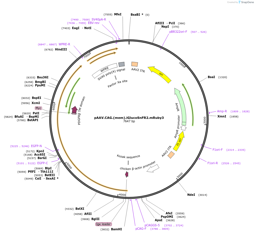 244075-plasmid-map-sequence-id-487026
