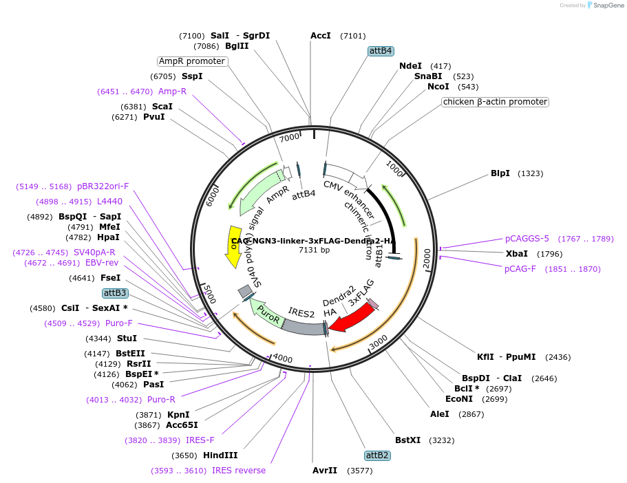 234887-plasmid-map-sequence-id-487072