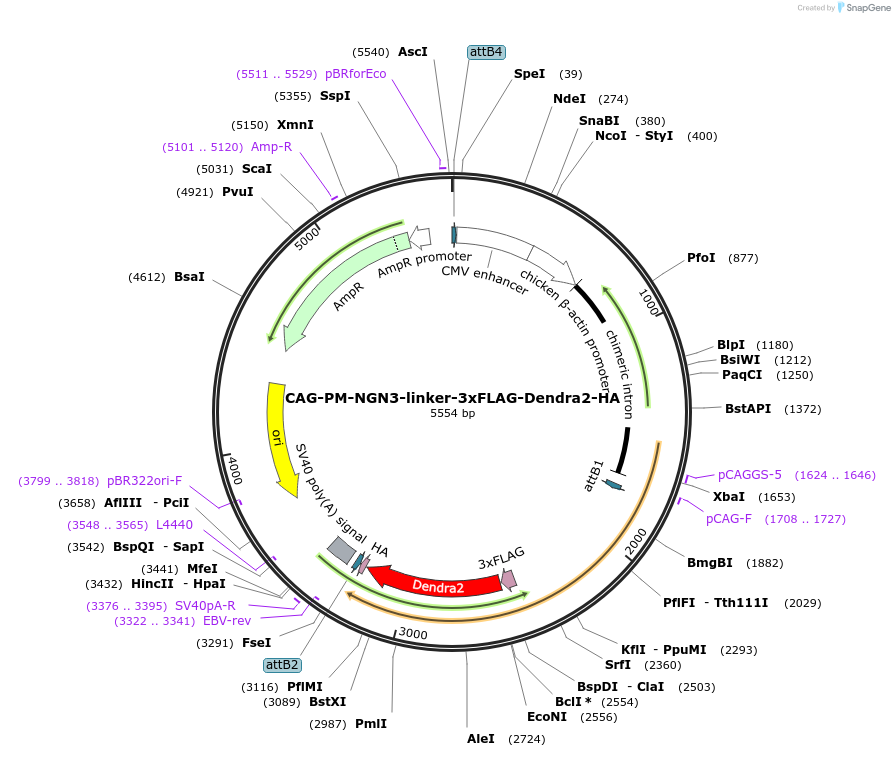 234888-plasmid-map-sequence-id-487074