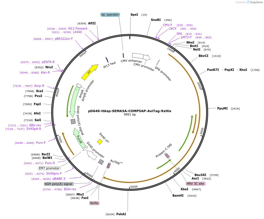 157572-plasmid-map-sequence-id-487152