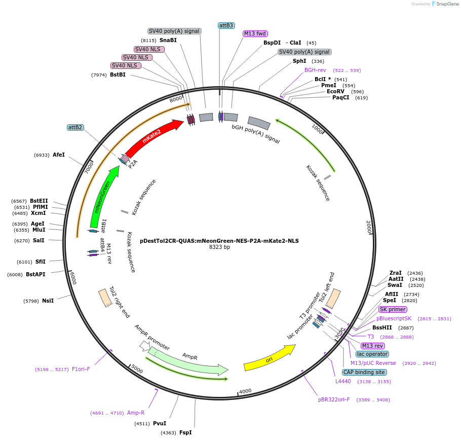 241912-plasmid-map-sequence-id-487154