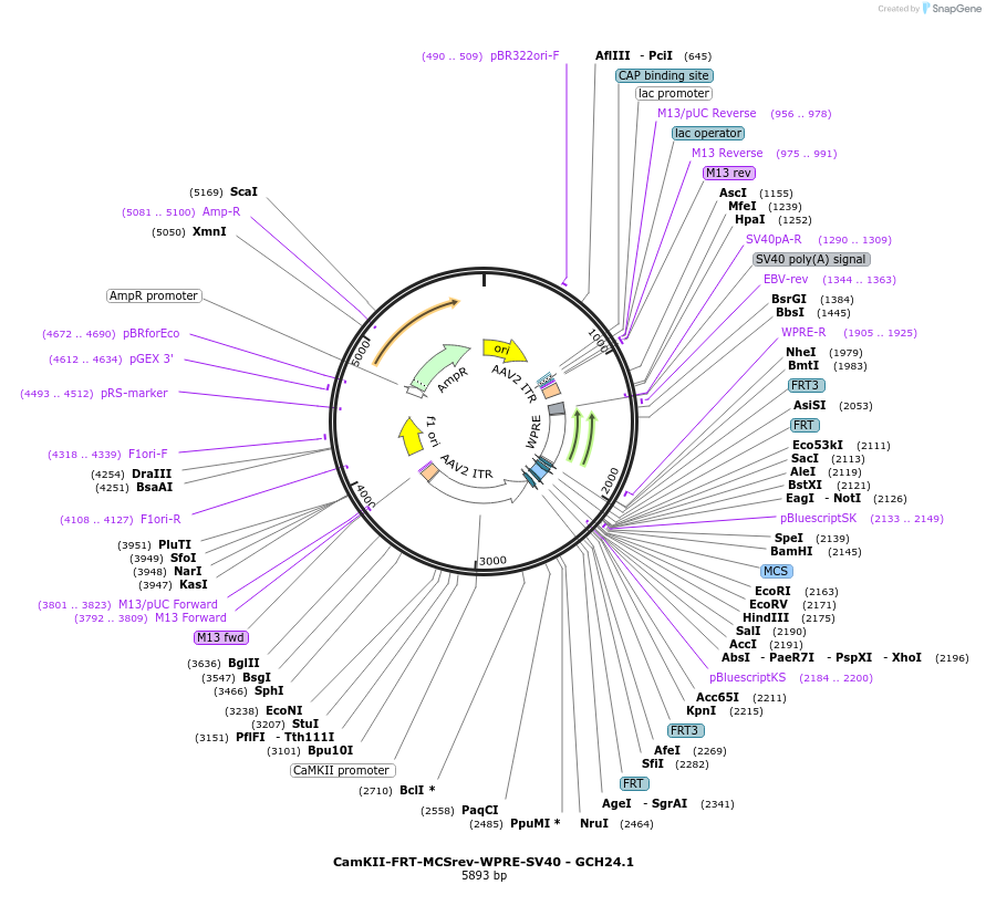 241335-plasmid-map-sequence-id-487165