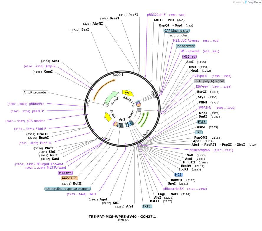 241330-plasmid-map-sequence-id-487168