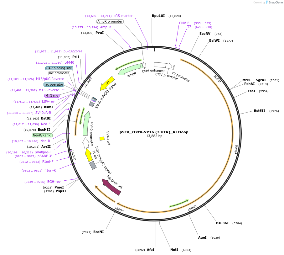 240257-plasmid-map-sequence-id-487170