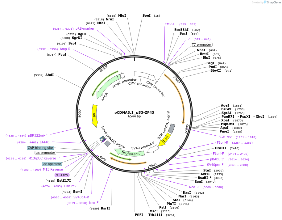 240263-plasmid-map-sequence-id-487173